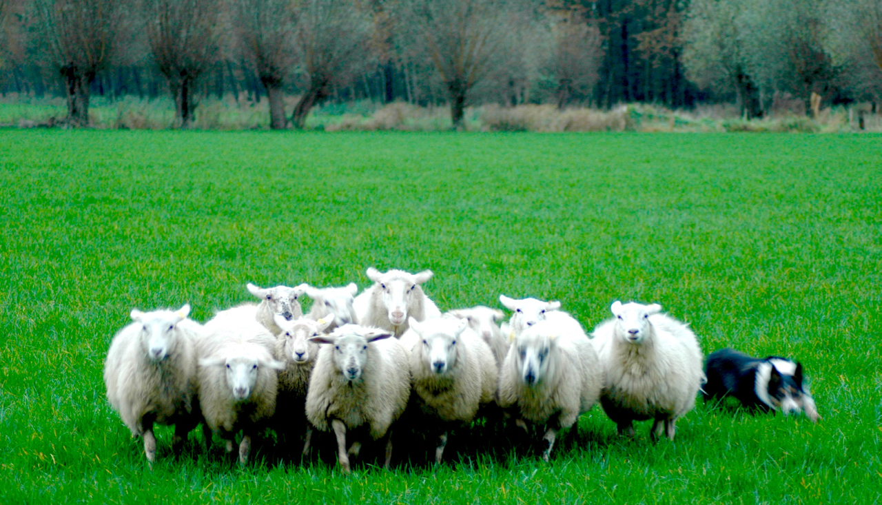 span of control teambuilding schapendrijven