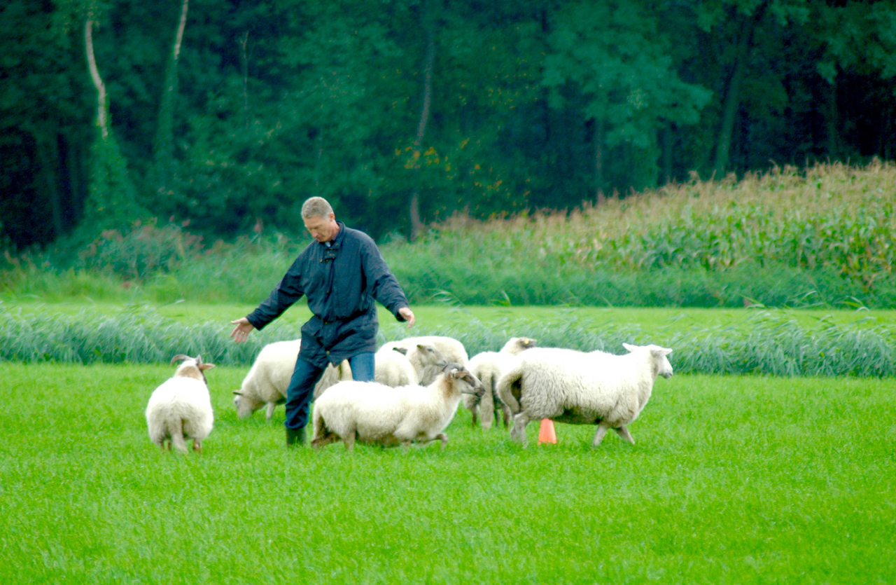 span of control teambuilding schapendrijven