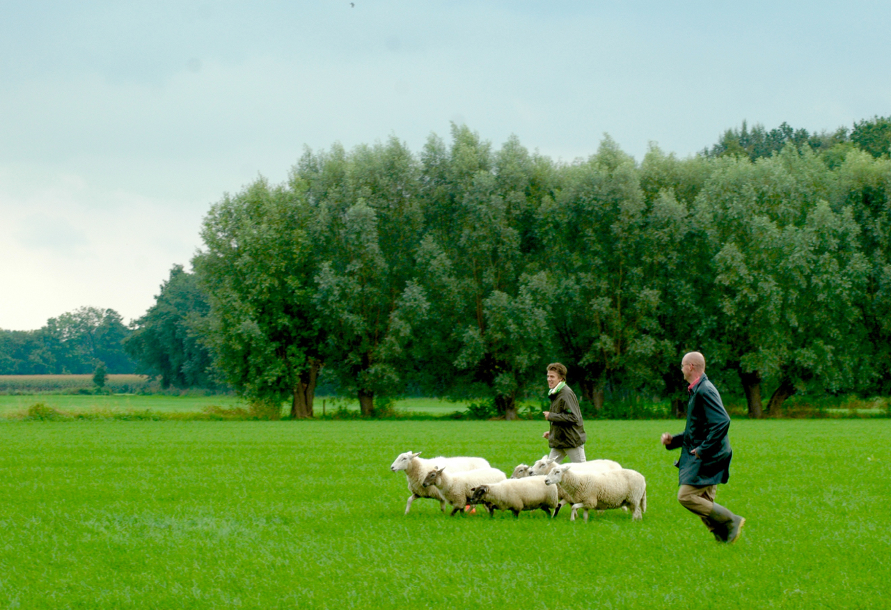 span of control teambuilding schapendrijven