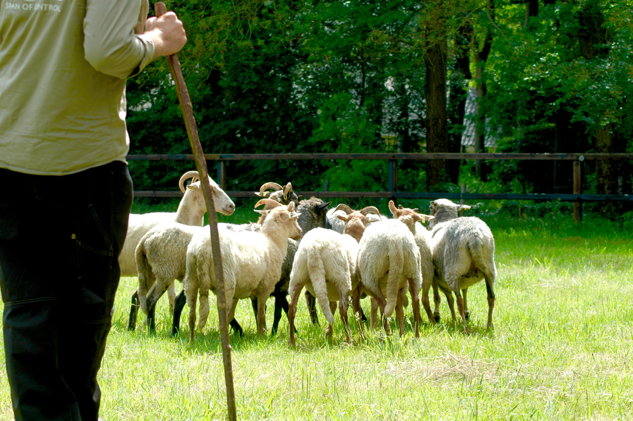 span of control teambuilding schapendrijven