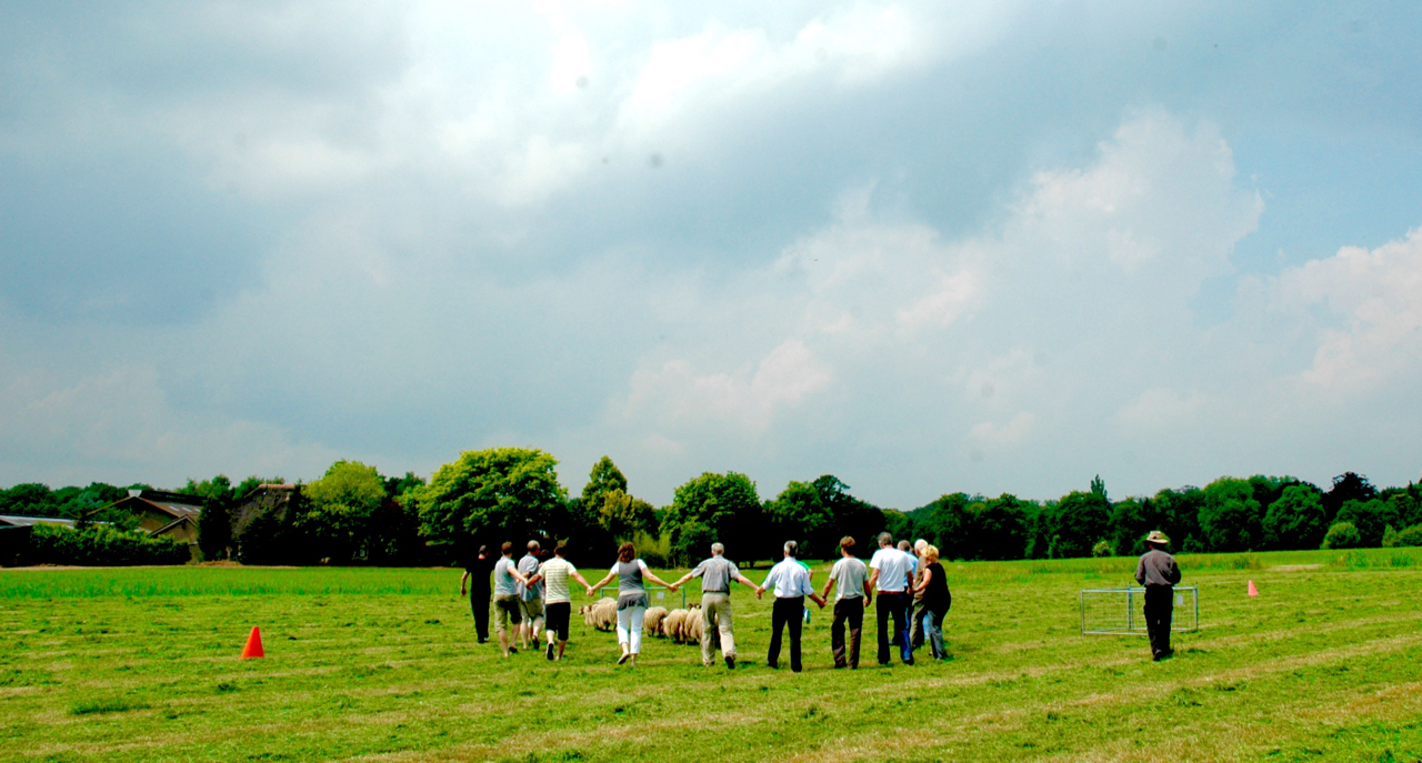 span of control teambuilding schapendrijven