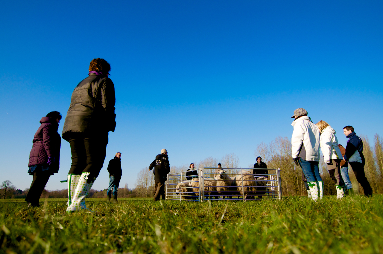 span of control teambuilding schapendrijven