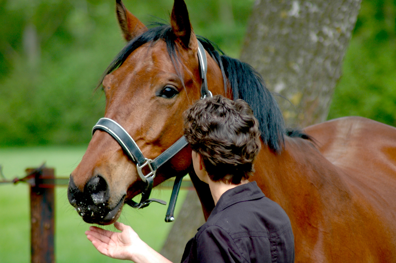 leiderschapstraining Span of control paardencoaching paardenfluisteren