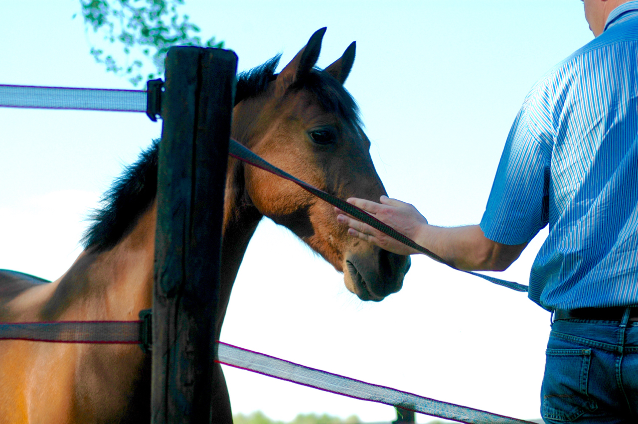 leiderschapstraining Span of control paardencoaching paardenfluisteren