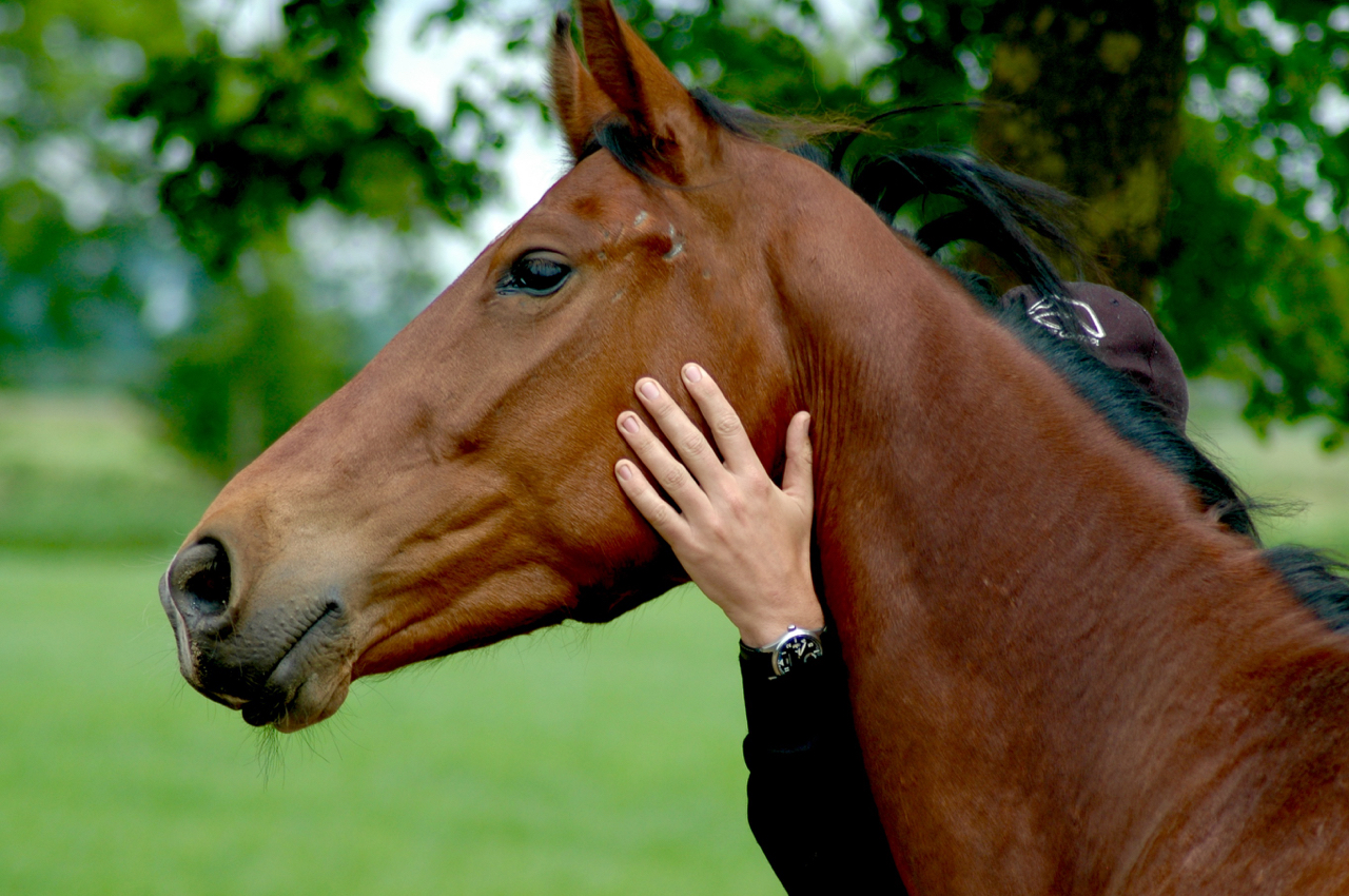 leiderschapstraining Span of control paardencoaching paardenfluisteren