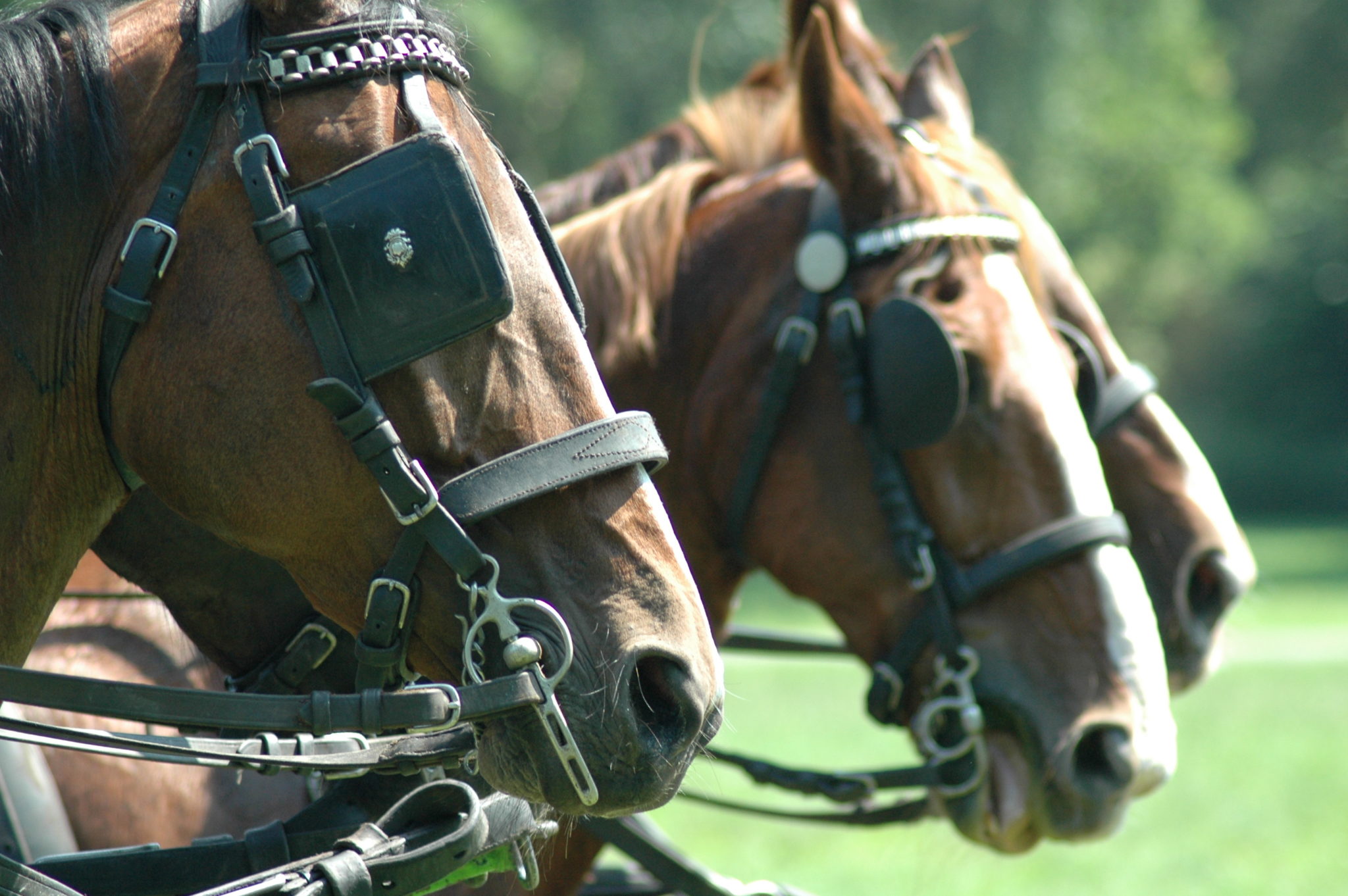 leiderschapstraining teambuilding Span of control paardenmennen GreenDNA