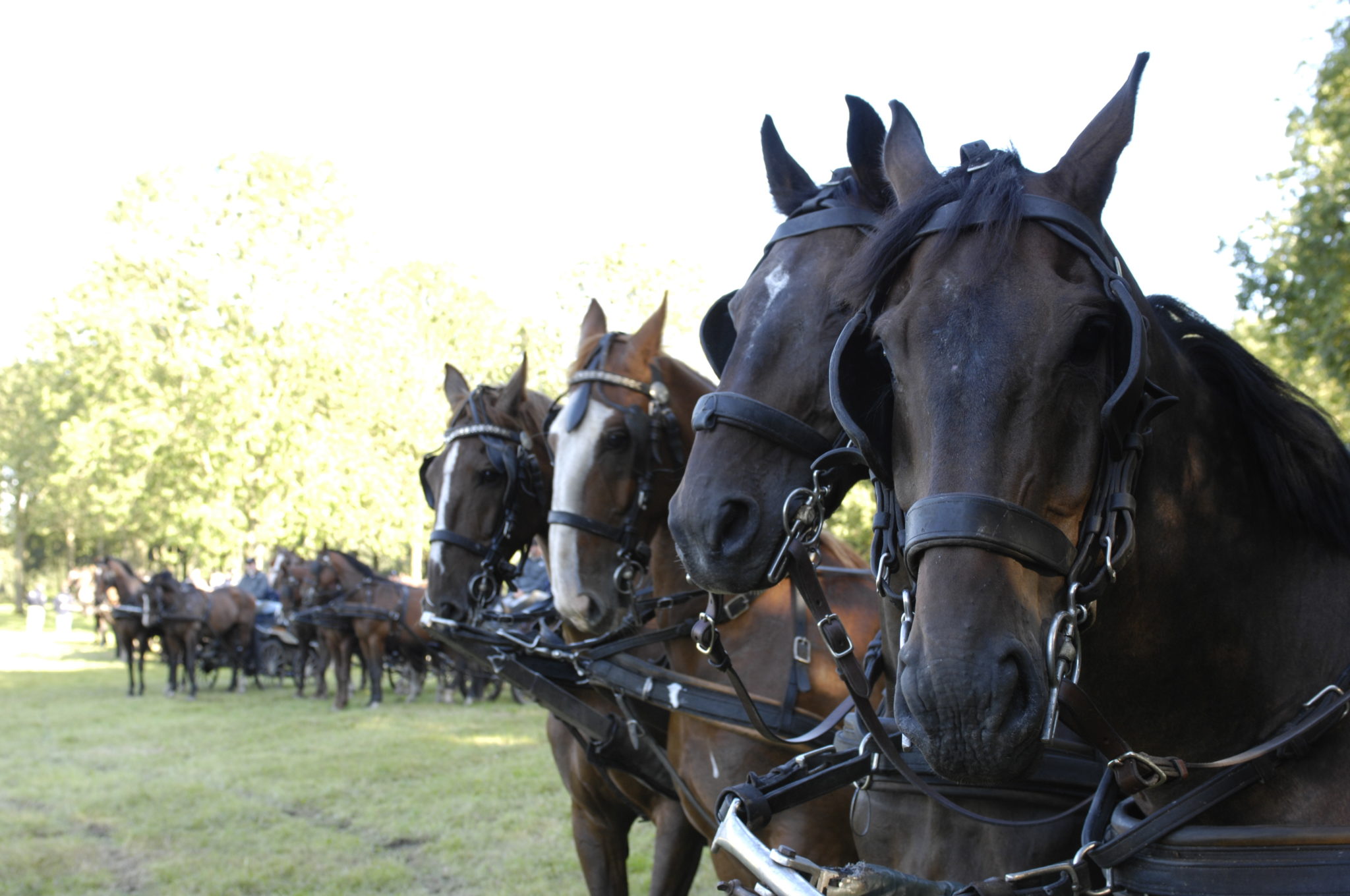 leiderschapstraining teambuilding Span of control paardenmennen GreenDNA