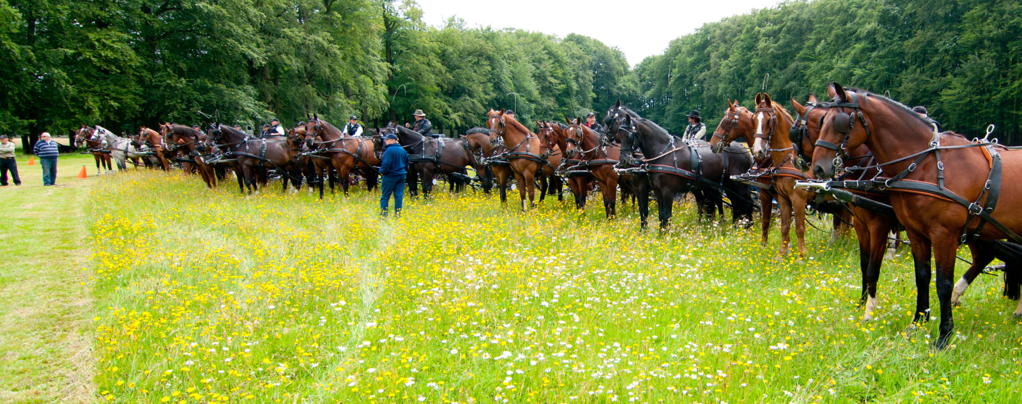 leiderschapstraining teambuilding Span of control paardenmennen GreenDNA
