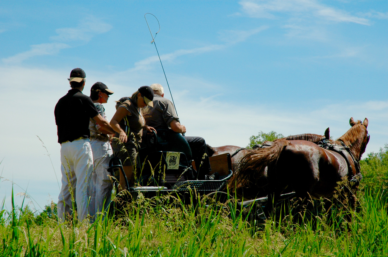 leiderschapstraining teambuilding Span of control paardenmennen GreenDNA