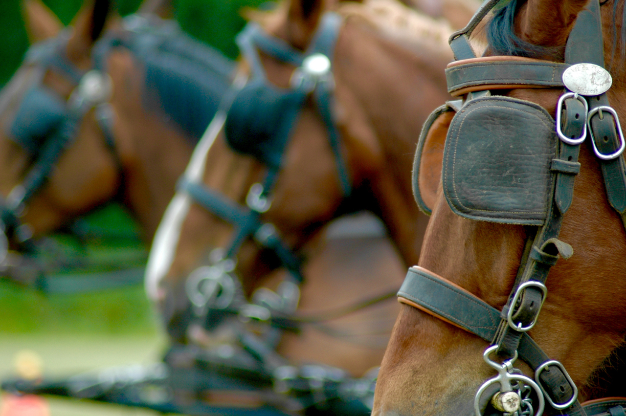 leiderschapstraining teambuilding Span of control paardenmennen