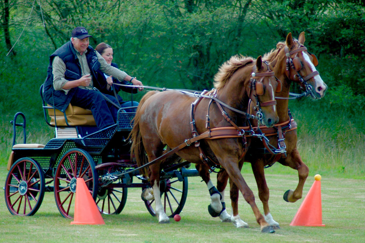 leiderschapstraining teambuilding Span of control paardenmennen GreenDNA