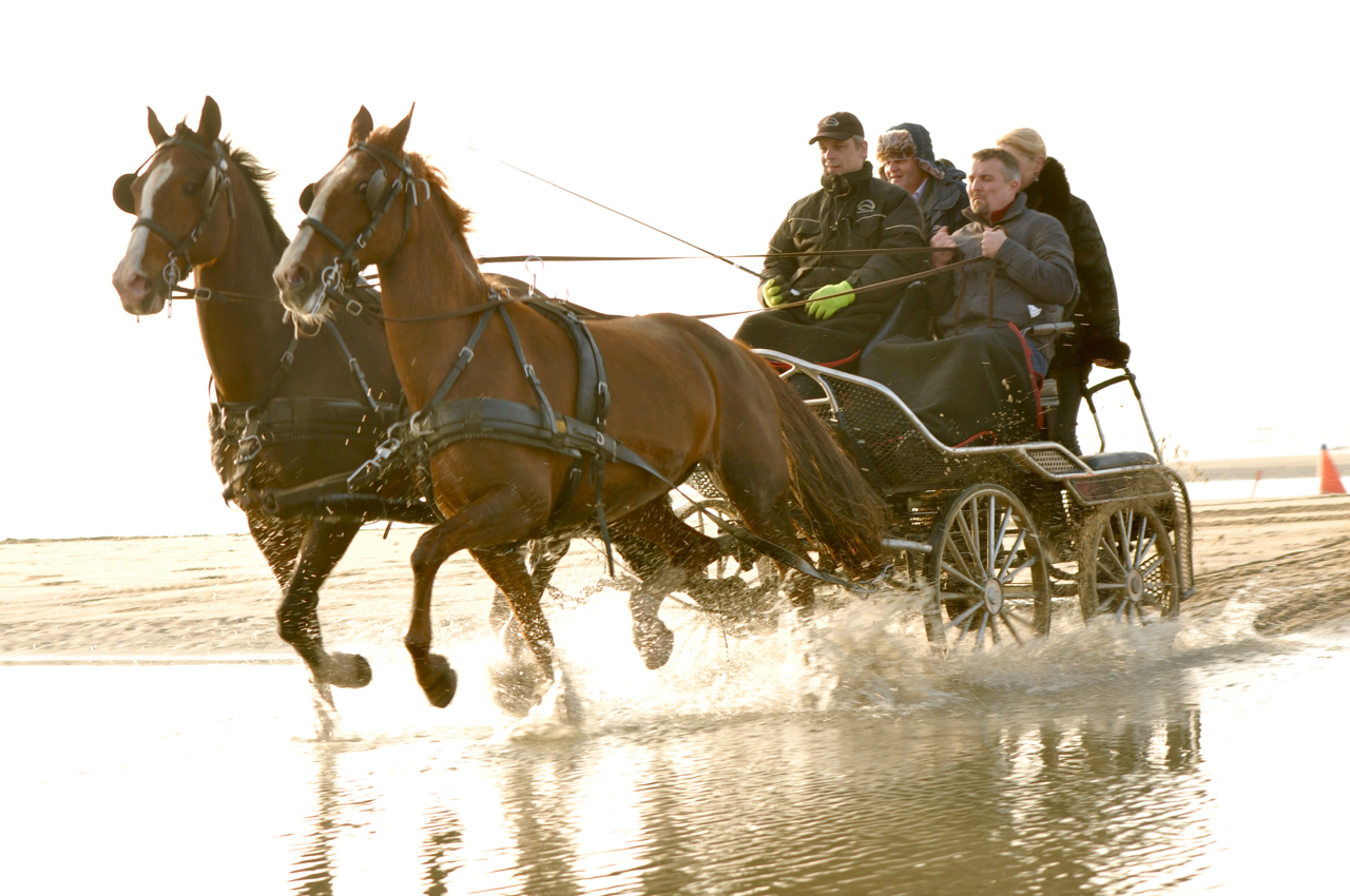 leiderschapstraining teambuilding Span of control paardenmennen GreenDNA