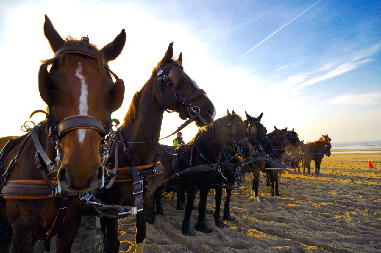 leiderschapstraining teambuilding Span of control paardenmennen GreenDNA