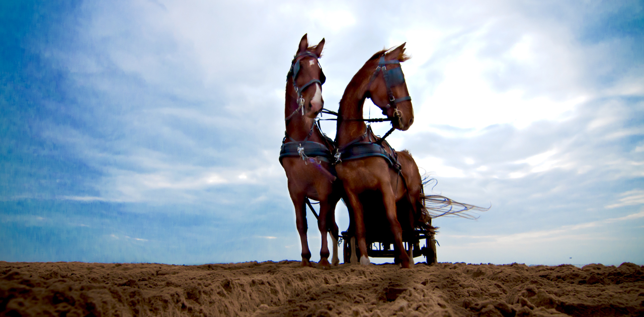 leiderschapstraining teambuilding Span of control paardenmennen GreenDNA