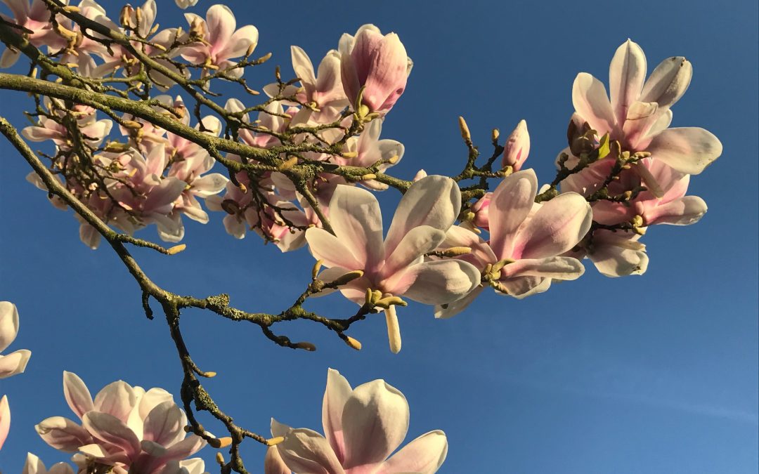 Bouwend Nederland- Afdeling Waterland